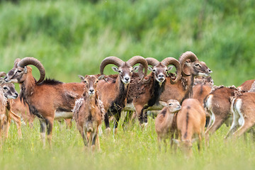 Dieren rondom Zonneoord