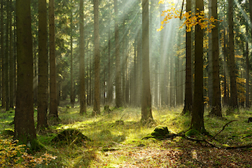 Vogeltrek en vallend blad: herfst op Zonneoord