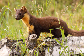 Boommarter in natuur van Landgoed Zonneoord